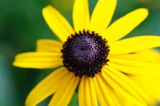 208-black eyed susan.jpg