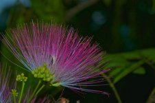 Mimosa Blossom Revisit.jpg