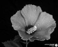 20110803-Flower-1.jpg