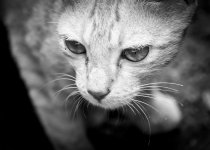 DSC_0056.jpg