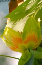 150 Tulip Maple-130530-02_1.jpg