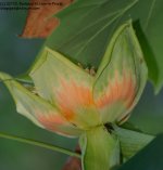 150 Tulip Maple-130530-05_1.jpg