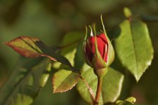 FLOWERS 014-001.JPG