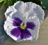 FLOWERS 006-001.JPG