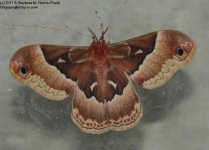 150 Moth-130530_1.jpg
