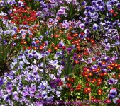 Multi-Colored Flowers 2.jpg