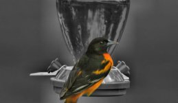 oriole selective800.jpg