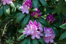 DSC_7990.jpg