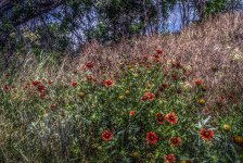 Wildflowers.jpg