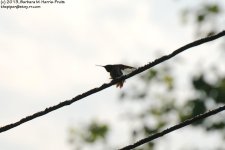 151 Hummingbird-130531-02_1.jpg
