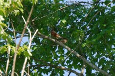 151 Robins-130531_1.jpg