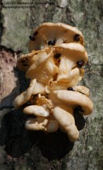 151 Tree Fungus-130531_1.jpg