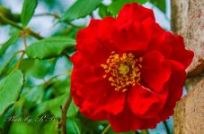 20130601-_1RB5279.jpg