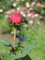 roseDSCN0242_072.jpg