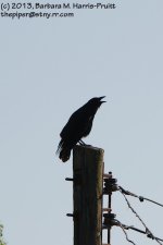 152 Crow-130601-01_1.jpg