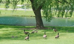 152 Geese-130601-02_1.jpg