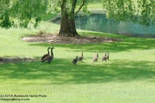 152 Geese-130601-05_1.jpg