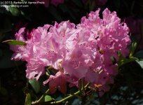 152 Rhododendron-130601-03_1.jpg