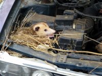 Possum In Mitsubishi 1 - for upload.jpg