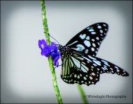 20130524-DSC_7313-2_WLP.jpg