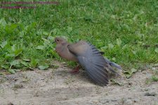 153 Doves-130602-02_1.jpg
