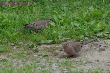 153 Doves-130602-04_1.jpg
