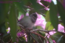 153 Junco-130602-03_1.jpg