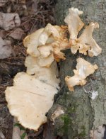 153 Tree Fungus-130602-02.jpg