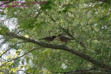 153 Robins-130602-01_1.jpg