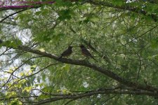 153 Robins-130602-02_1.jpg