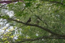 153 Robins-130602-03_1.jpg