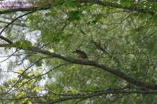 153 Robins-130602-04_1.jpg