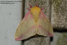 Rosy Maple Moth-130601_1.jpg