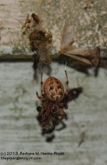 Orb Weaver Spider-130601-01_1.jpg