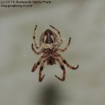 Orb Weaver Spider-130601-02_1.jpg