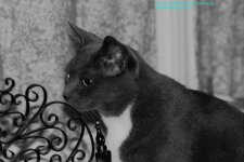 Buster-130601_1.jpg