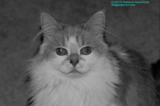 Creature-130601_1.jpg