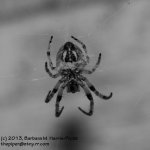 Orb Weaver Spider-130601-02-BW_1.jpg