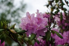 DSC_8101.jpg