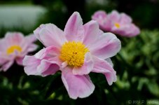 DSC_8105.jpg