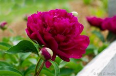 DSC_8108.jpg