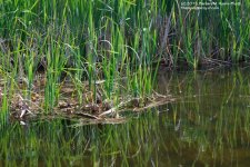 154 Burke's Pond-130603_1.jpg