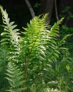 154 Ferns-130603_1.jpg