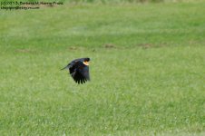 154 Red-Winged Blackbird BIF-130603_1.jpg