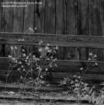 154 Old Bench and Flowers-130603-BW_1.jpg
