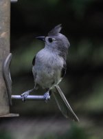 Tufted Titmouse-1 - Copy.jpg