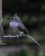 Tufted Titmouse-2 - Copy.jpg