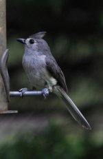 Tufted Titmouse-3 - Copy.jpg