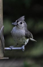 Tufted Titmouse-4 - Copy.jpg