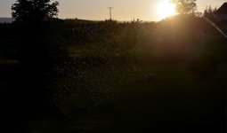 MORNING MOON 003-001.JPG